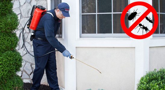 Üsküdar Kemirgen İlaçlama böcek ilaçlama ve haşere kontrolü — ilaclama-tr.com